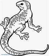 Lizard Coloring Pages Printable Getcolorings Lizards Color sketch template