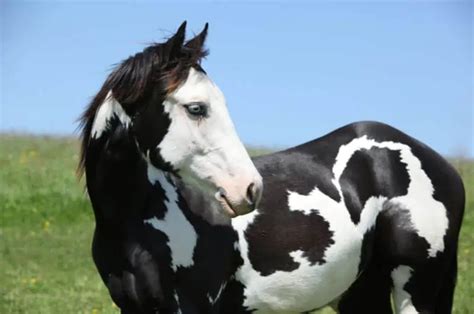 paint horse  pinto whats  difference