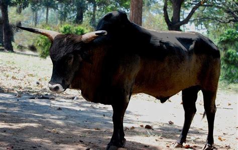 indian aurochs alchetron   social encyclopedia