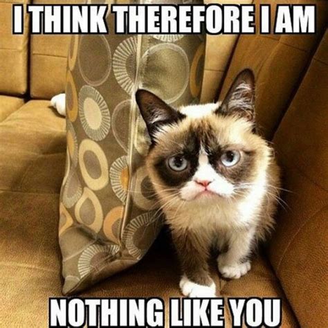 the 30 most iconic grumpy cat memes metro news