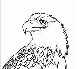 Eagle Coloring Bald Pages Outline American Printable Head Kids Drawing Color Sea Clipart Animals Print Sheet Flying Cliparts Patriotic Welding sketch template