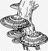 Fungus Fungi Favpng sketch template