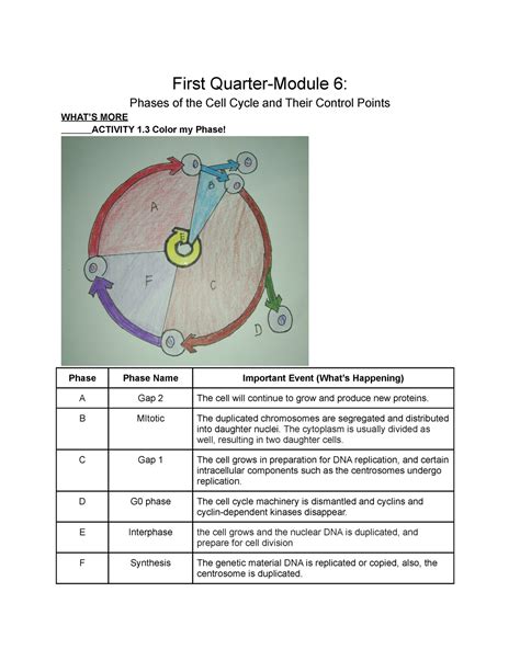 general biology phases   cell cycle   control points