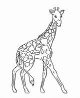 Animal Giraffe Girafe Coloriage Kleurplaat Giraf Coloriages Animaux Fawn Kleurplaten Coloringhome sketch template