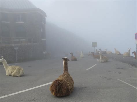 Tour De France 2016 Llamas Pictured Sitting On Stage