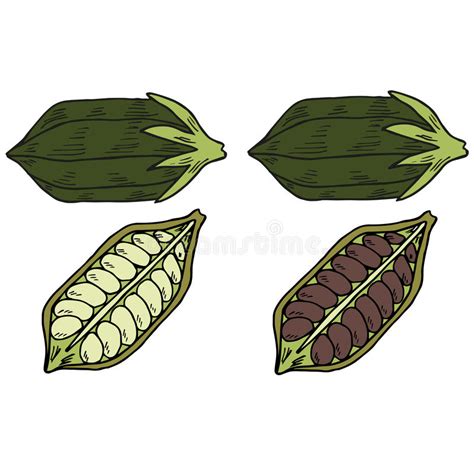 sesame nut and seed vector drawing hand drawn food ingredient stock