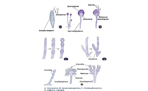 Asexual Spores In Fungi Download Scientific Diagram