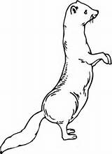 Ferret Weasel Coloring Standing Pages Furet Imprimer Coloriage Ferrets Printable Supercoloring Color Categories Dessin Drawing sketch template