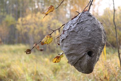 large bee hive  stock photo public domain pictures