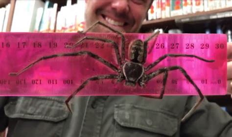 Hunstman Spider Australia S Biggest Spider Measured On Video Nature