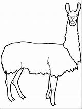 Llama Coloring Pages Print Head sketch template