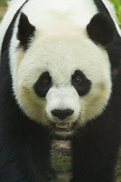 panda face flickr photo sharing