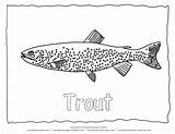 Trout Coloring 612px 24kb sketch template
