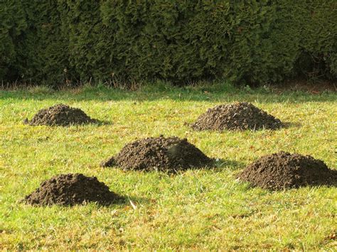 small dirt mounds  lawn naturallist