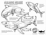 Coloring Shark Salmon Pages Fact Sheet Wixstatic Docs Adult sketch template
