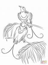 Paradise Coloring Bird Pages Hollands King Quetzal Getcolorings Para Printable Bonanza sketch template