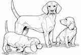 Coloring Pages Shorthaired Pointer German Dog Getdrawings sketch template