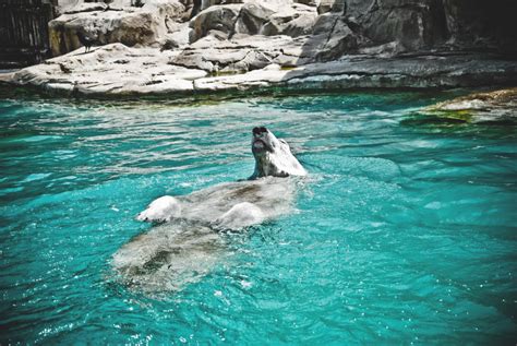 kostenlose foto meer saeugetier wirbeltier delphin meeressaeugetier