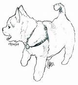 Husky Coloring Pages Dog Puppy Realistic Baby Printable Print Color Getcolorings Siberian sketch template