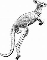 Kangaroo Kangourou Wildlife Colorier sketch template