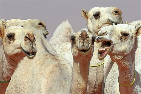 12 sexy camels kicked out of beauty contest for using botox live science