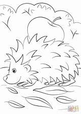Coloring Hedgehog Pages Apple Fall Printable Drawing sketch template