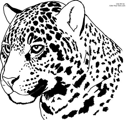 jaguar headstudy coloring page