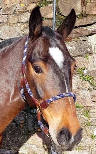 cm irish  nagero irish sport horses