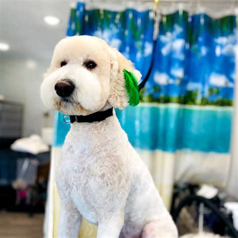 bubbles  barks pet grooming pet groomer  st george