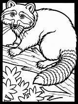 Coloring Pages Raccoon Printable Kids sketch template