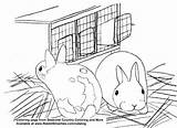 Coloring Hutch Rabbit Baby Bunnies Cute Polish Seasonal Pages Country Creative Rabbits Smarties Resources Keepers sketch template