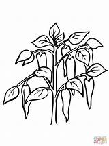 Chiles Peppers Pianta Peperoncino Stampare Pimienta sketch template
