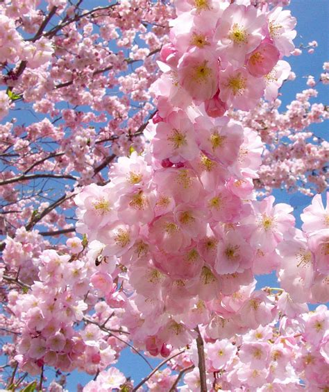 accolade cherry blossom tree translucent seashell shaped blossoms  orchards