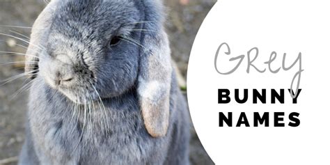 bunny names   floppy eared friend pethelpful