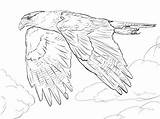 Falcon Coloring Caracara Pages Drawing Peregrine Northern Crested Prairie Printable Line Falcons Template Diving 99kb 348px Skip Main Designlooter Categories sketch template