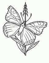 Schmetterling Malvorlagen Malvorlagen1001 sketch template