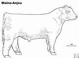 Pages Beefmaster Livestock Judging sketch template