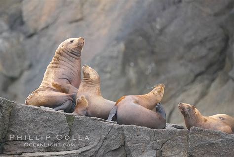 steller sea lions northern sea lions gather  rocks eumetopias