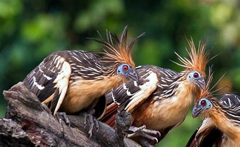 peru   hoatzin bird     tail feather flickr