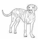 Hound Coloring Plott Pages Blue Dogs Tick Printable Template Categories sketch template