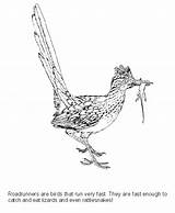 Roadrunner Coloring Pages Color Animal Animals sketch template