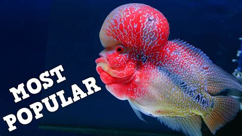 top   popular fish   aquarium hobby freshwater