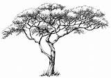 Tree African Marula Drawings Drawing Illustration Trees Jungle Vector Sketch Clipart Shutterstock Pencil Oak Sketches Acacia Illustrations Africa Stickers Realistic sketch template