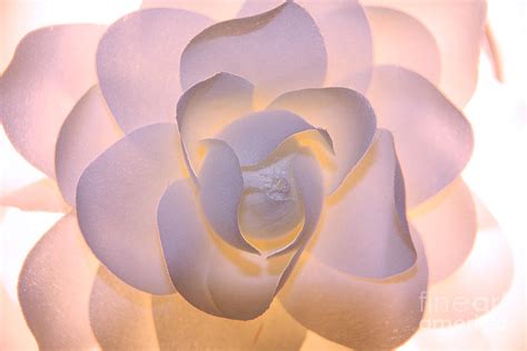 white  pink flower photograph  rachel duchesne fine art america