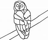 Coloring Owl Spotted Animal Pages Lines Northern Owls sketch template
