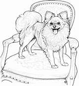 Coloring Dog Pages Pomeranian Dogs Puppy Printable Papillon Adult Animal Chihuahua Book Adults Kids Puppies Breed Colouring Drawing Drawings Sheets sketch template