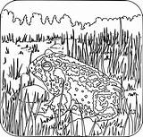 Toad Coloring Book Clipart Svg sketch template