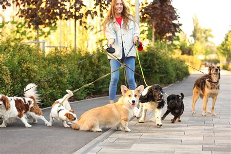 dog walkers earn uk