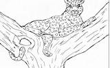 Coloring Leopard Pages Snow Baby Kids Cheetah Printable Cheetahs Color Colouring Print Tree Getcolorings Pag Animals Comments Bestcoloringpagesforkids sketch template