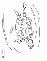 Eared Slider Red Coloring Swimming Turtle Color Hellokids Print Pages sketch template